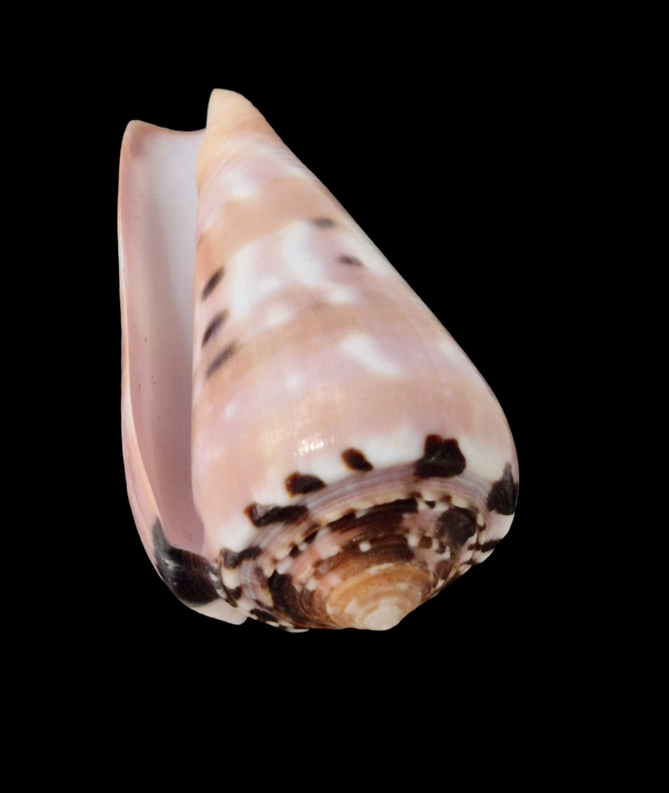 BC68 Conus gauguini - Image 4