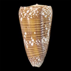 BC70 Conus skinneri HUGE