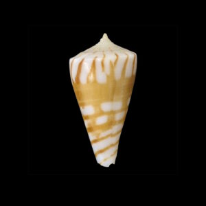 BC071 Conus plinthis - BIG SIZE