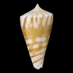 BC71 Conus plinthis BIG