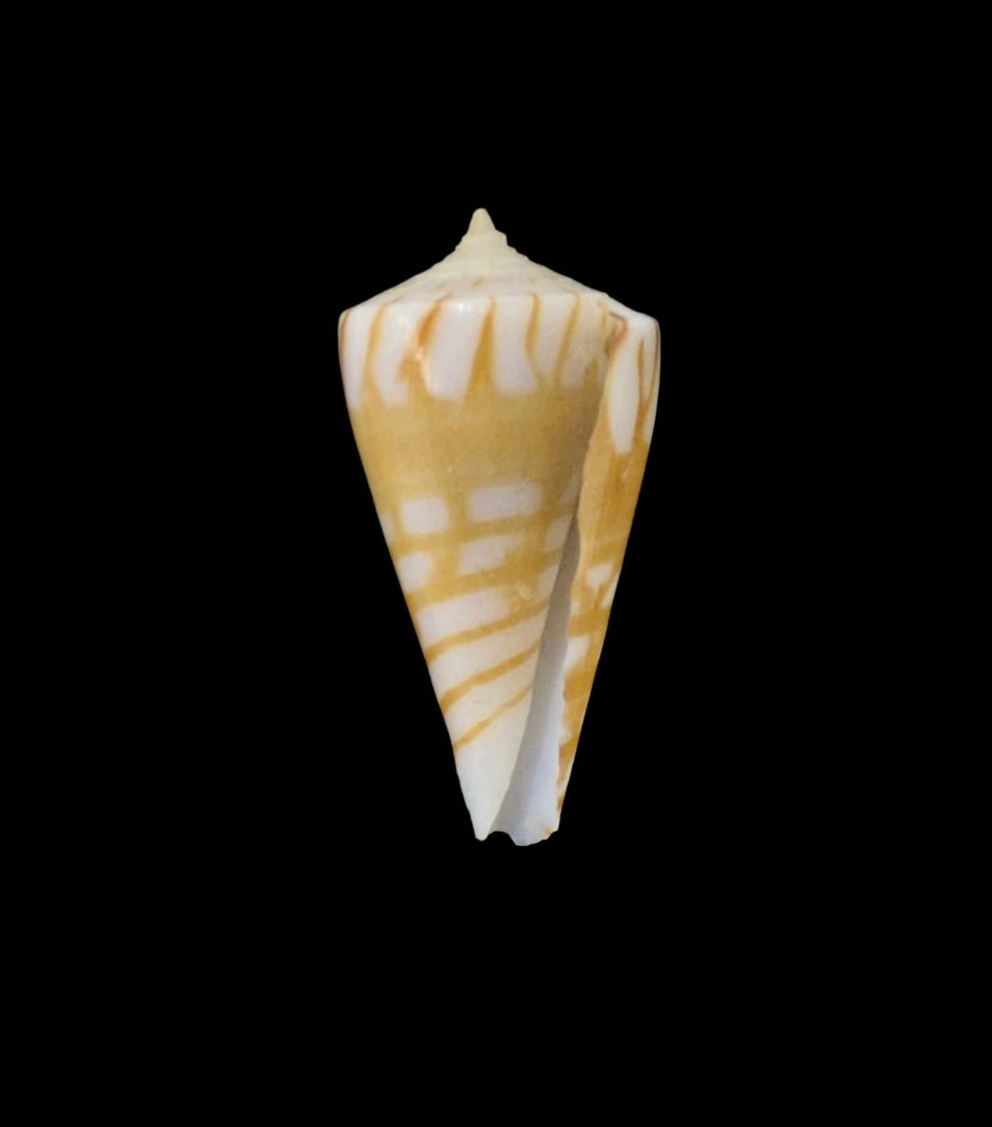 BC071 Conus plinthis - BIG SIZE - Image 2