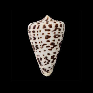 BC072 Conus spurius baileyi w/o - HUGE