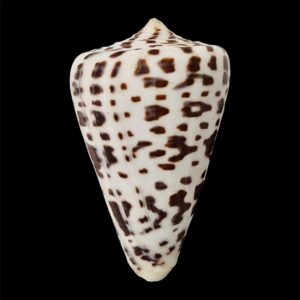 BC72 Conus spurius baileyi HUGE