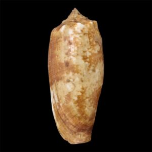BC73 Conus fragilissimus EXTRA LARGE