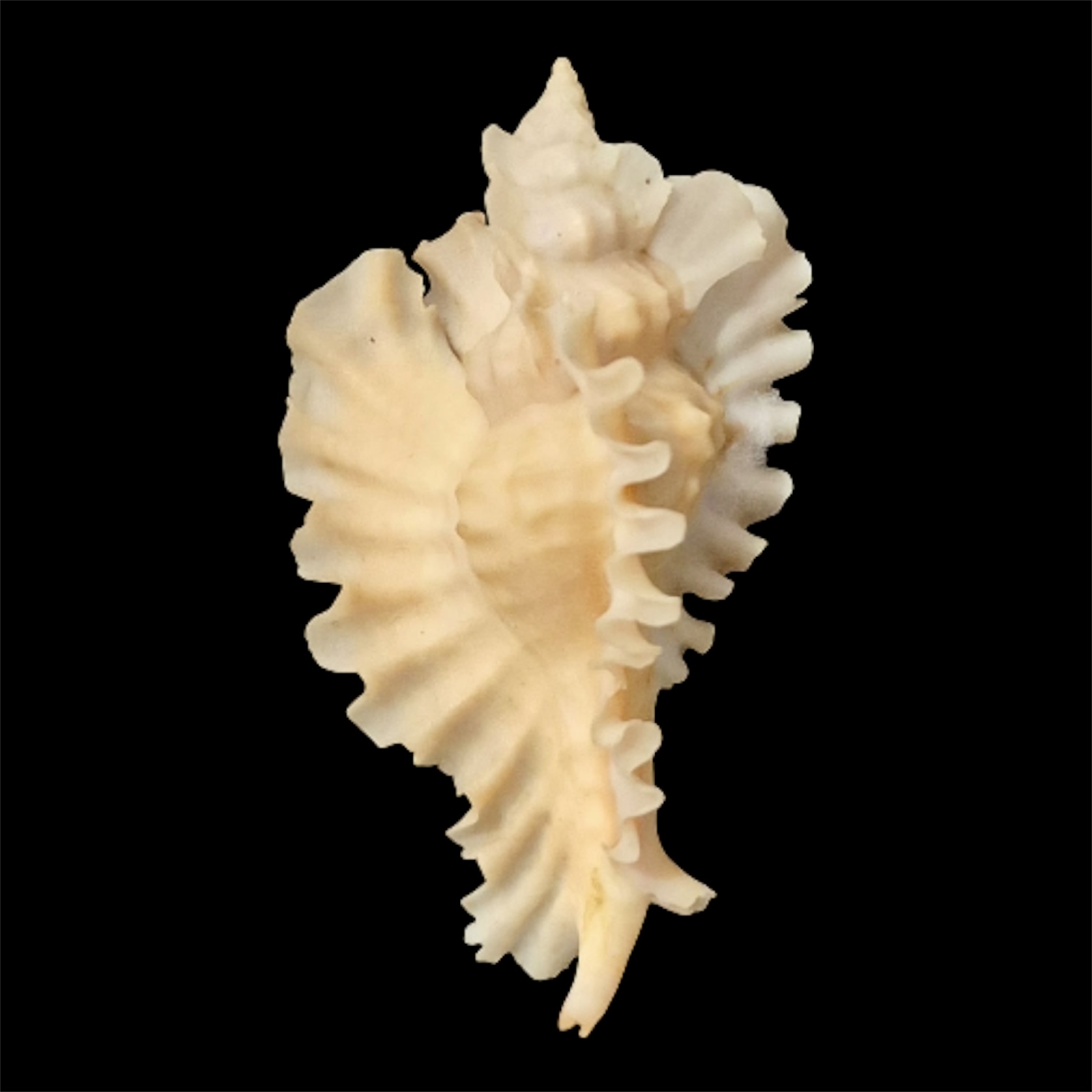 BC76 Pterynotus phyllopterus