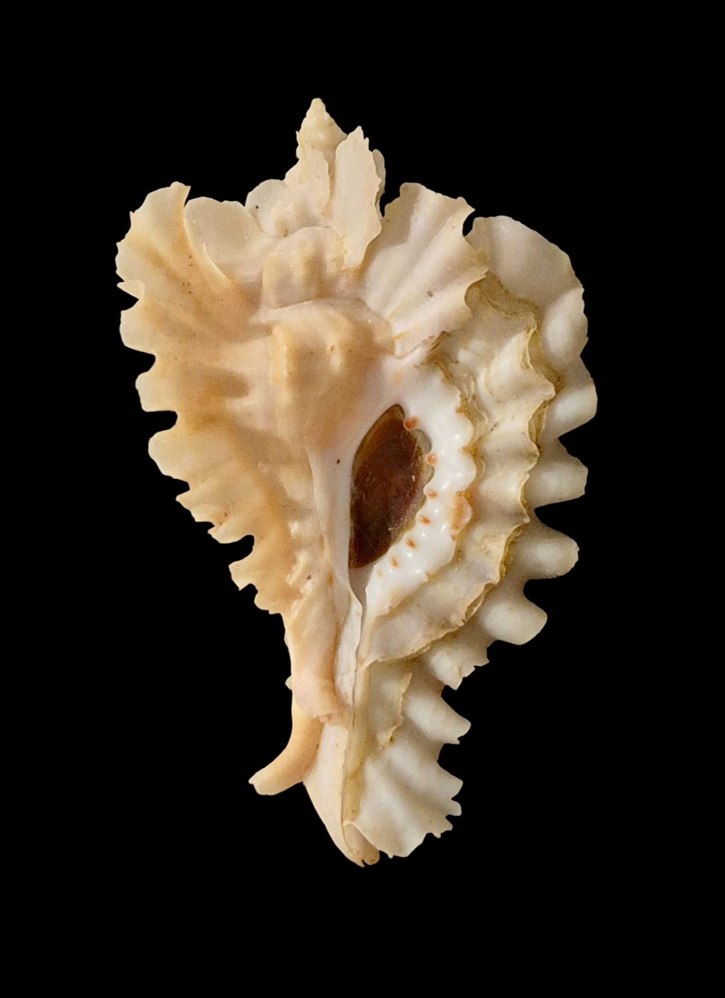 BC76 Pterynotus phyllopterus - Image 2