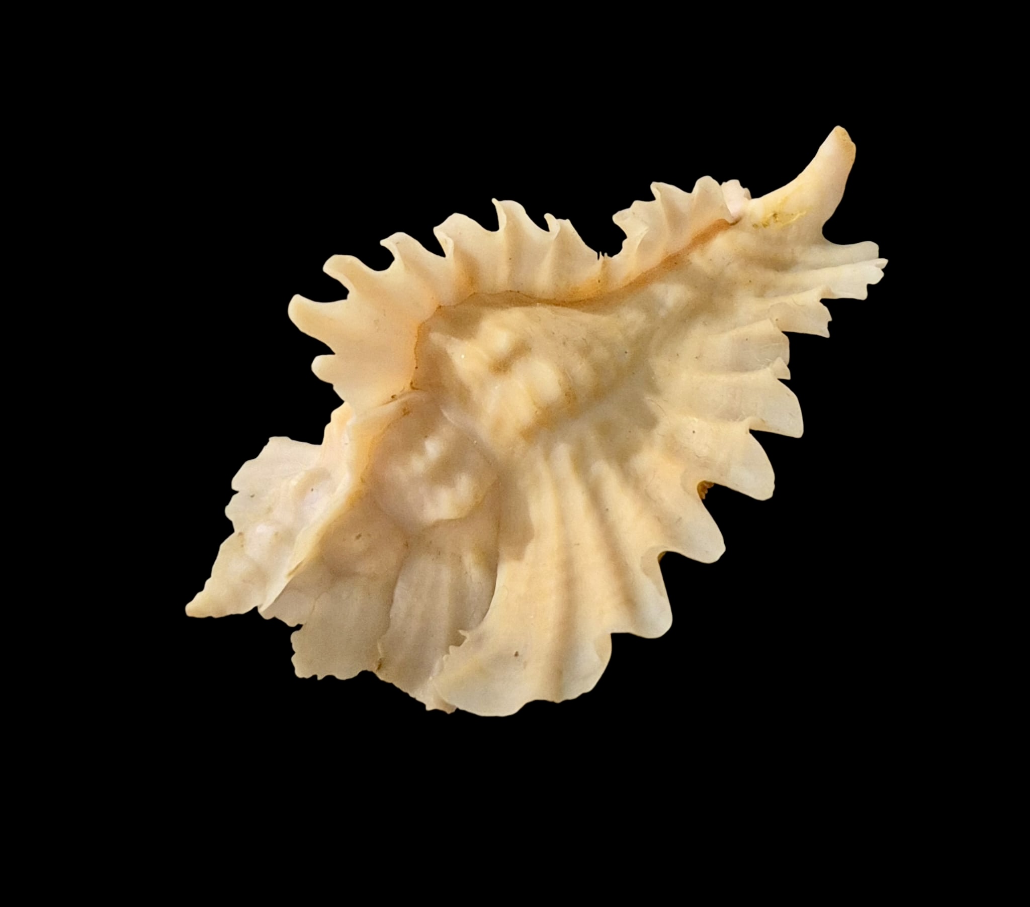 BC76 Pterynotus phyllopterus - Image 3
