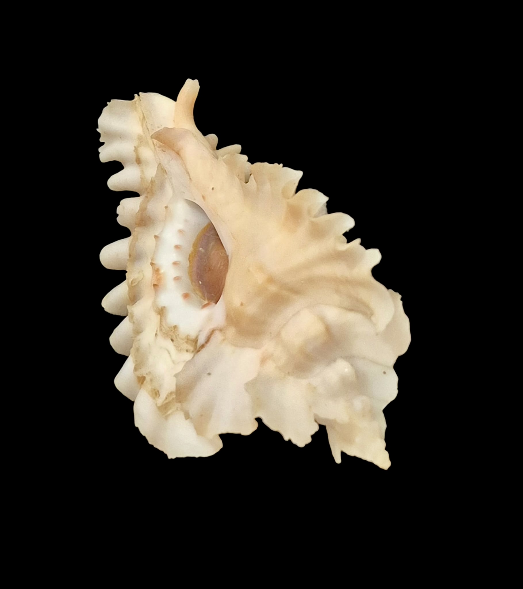 BC76 Pterynotus phyllopterus - Image 4