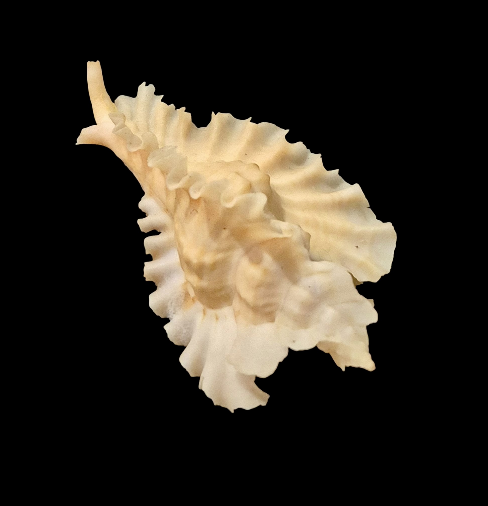 BC76 Pterynotus phyllopterus - Image 5