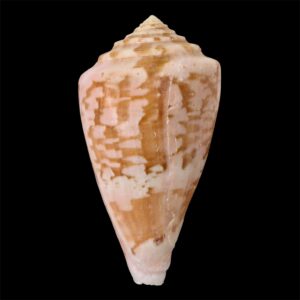 BC78 Conus klemae BIG