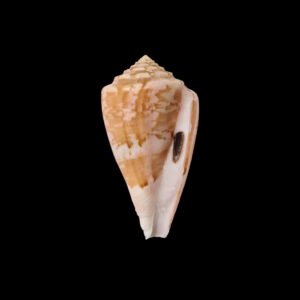 BC078 Conus klemae w/o - BIG SIZE