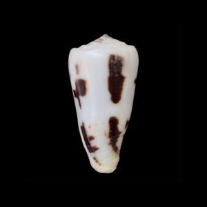 BC079 Conus frauenfeldi