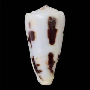 BC79 Conus frauenfeldi