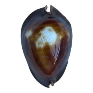 BC84 Zoila rosselli latistoma HUGE!