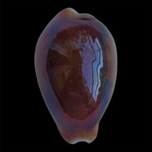 BC85 Neobernaya spadicea RED