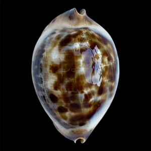 BC86 Zoila jeaniana jeaniana HEAVY