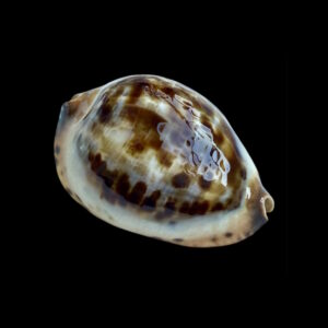 BC086 Zoila jeaniana jeaniana - HEAVY BEAUTY