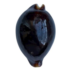 BC88 Cypraea pantherina funebralis BLACK