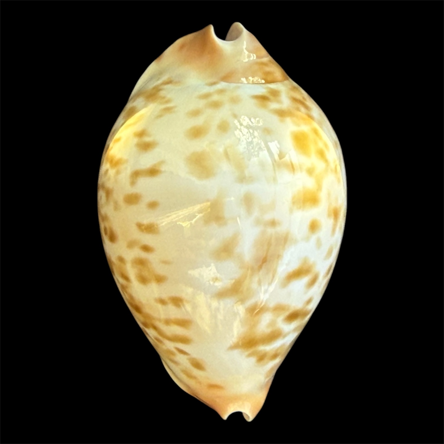 BC93 Zoila kostini leemanica RECENTLY DESCRIBED