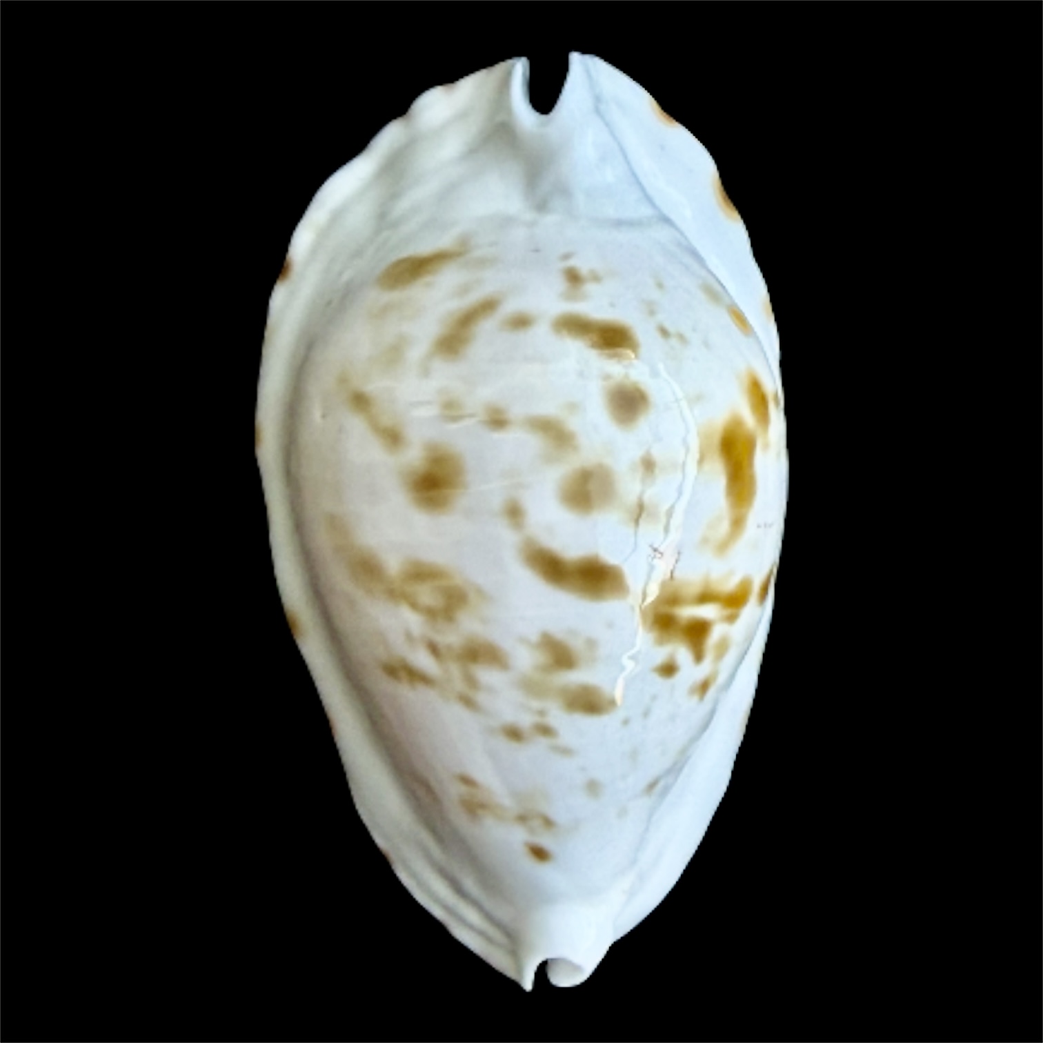 BC92 Zoila ketyana bataviensis NICE