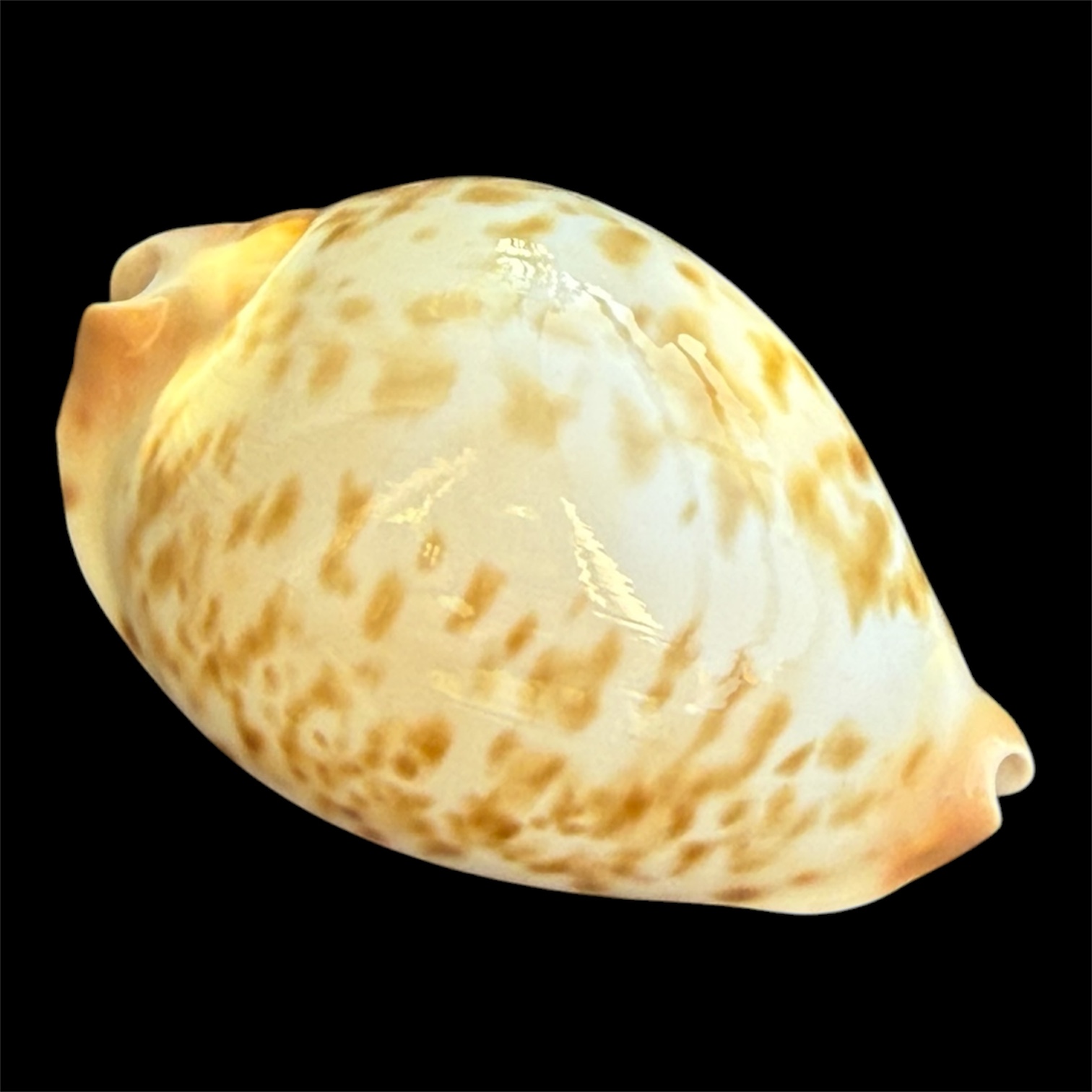 BC93 Zoila kostini leemanica RECENTLY DESCRIBED - Image 3