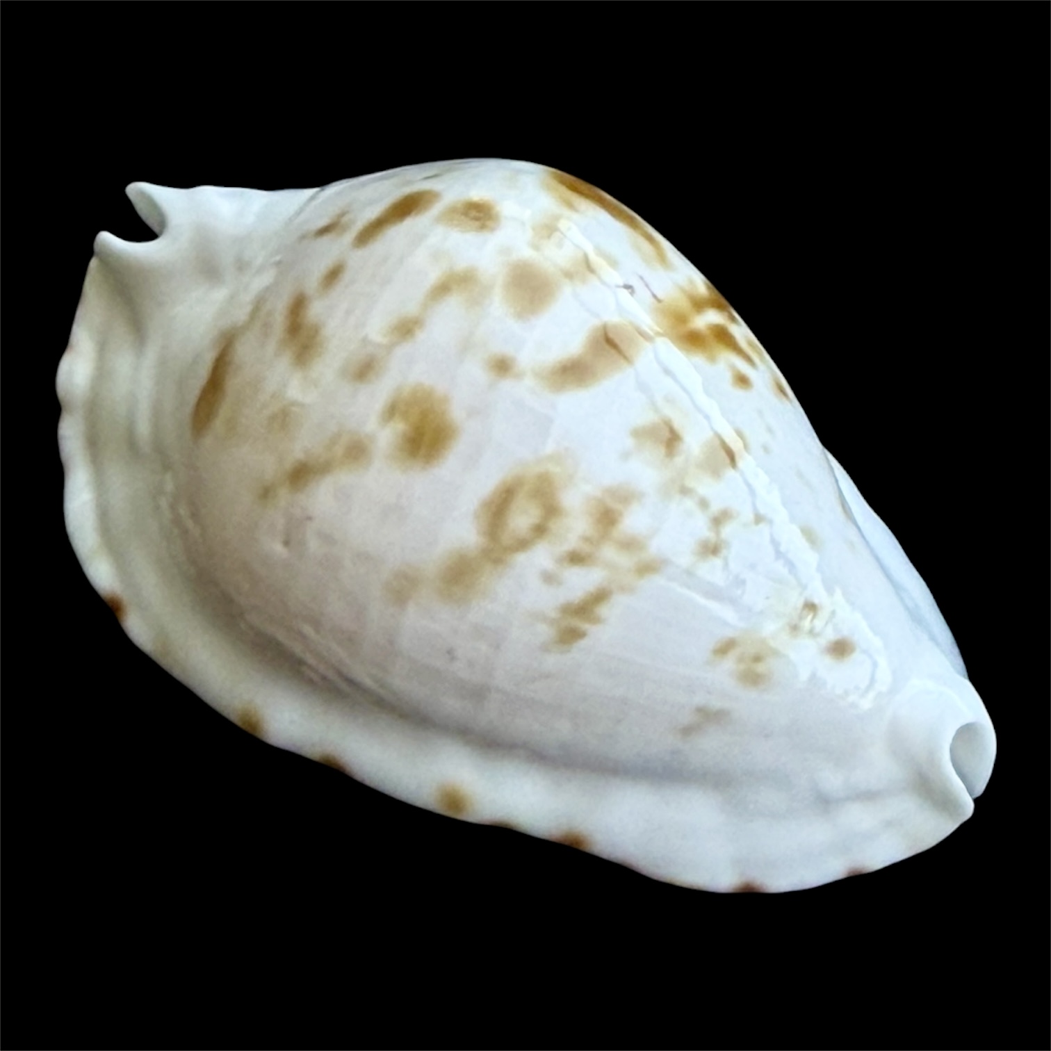 BC92 Zoila ketyana bataviensis NICE - Image 2