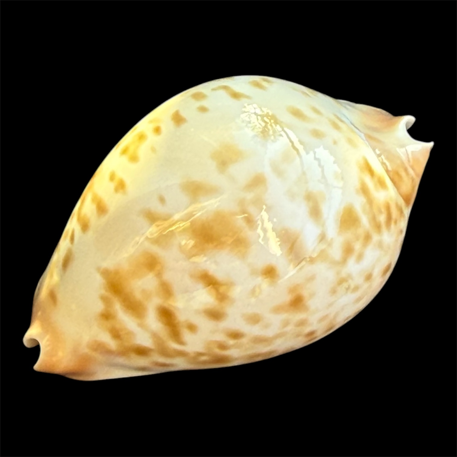 BC93 Zoila kostini leemanica RECENTLY DESCRIBED - Image 2