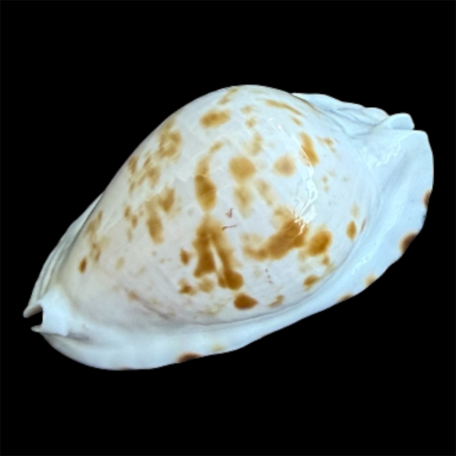 BC92 Zoila ketyana bataviensis NICE - Image 3