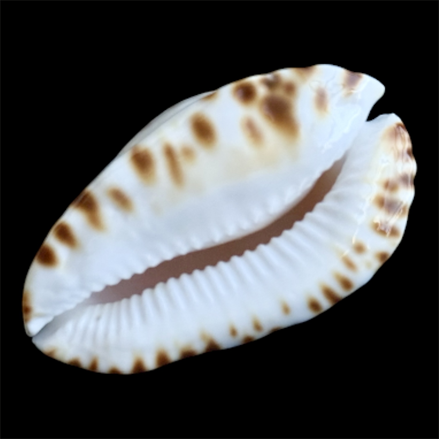 BC92 Zoila ketyana bataviensis NICE - Image 4