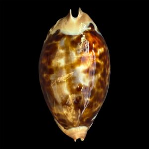 BC94 Zoila friendii thalamega NICE SHELL