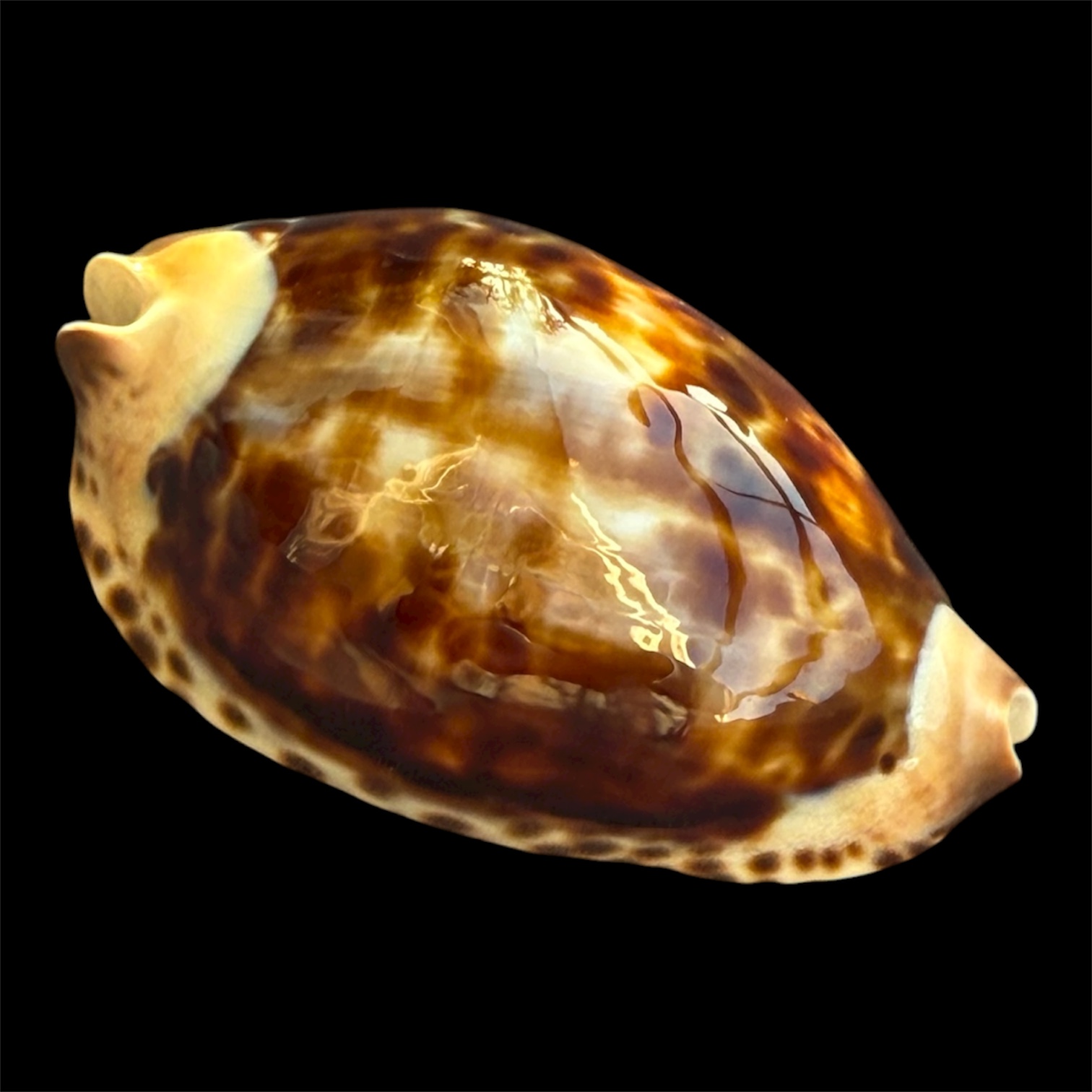 BC94 Zoila friendii thalamega NICE SHELL - Image 2