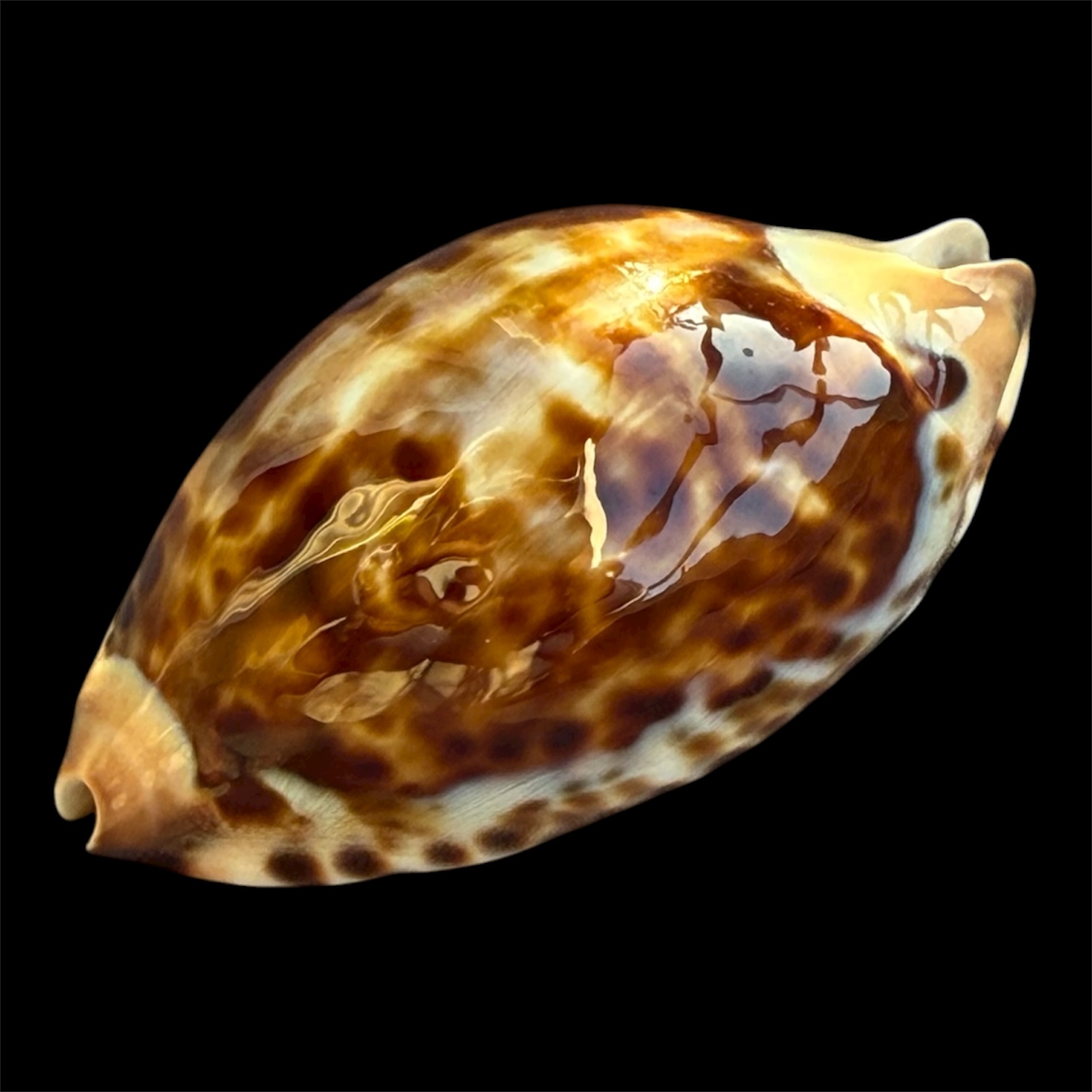 BC94 Zoila friendii thalamega NICE SHELL - Image 3