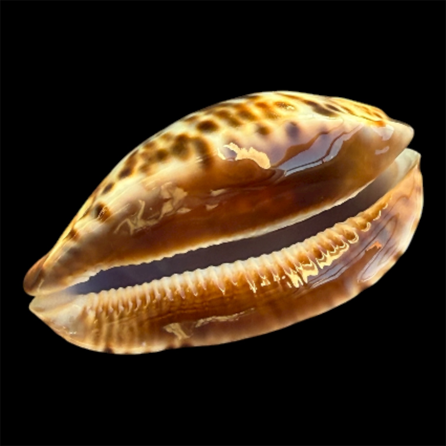 BC94 Zoila friendii thalamega NICE SHELL - Image 4