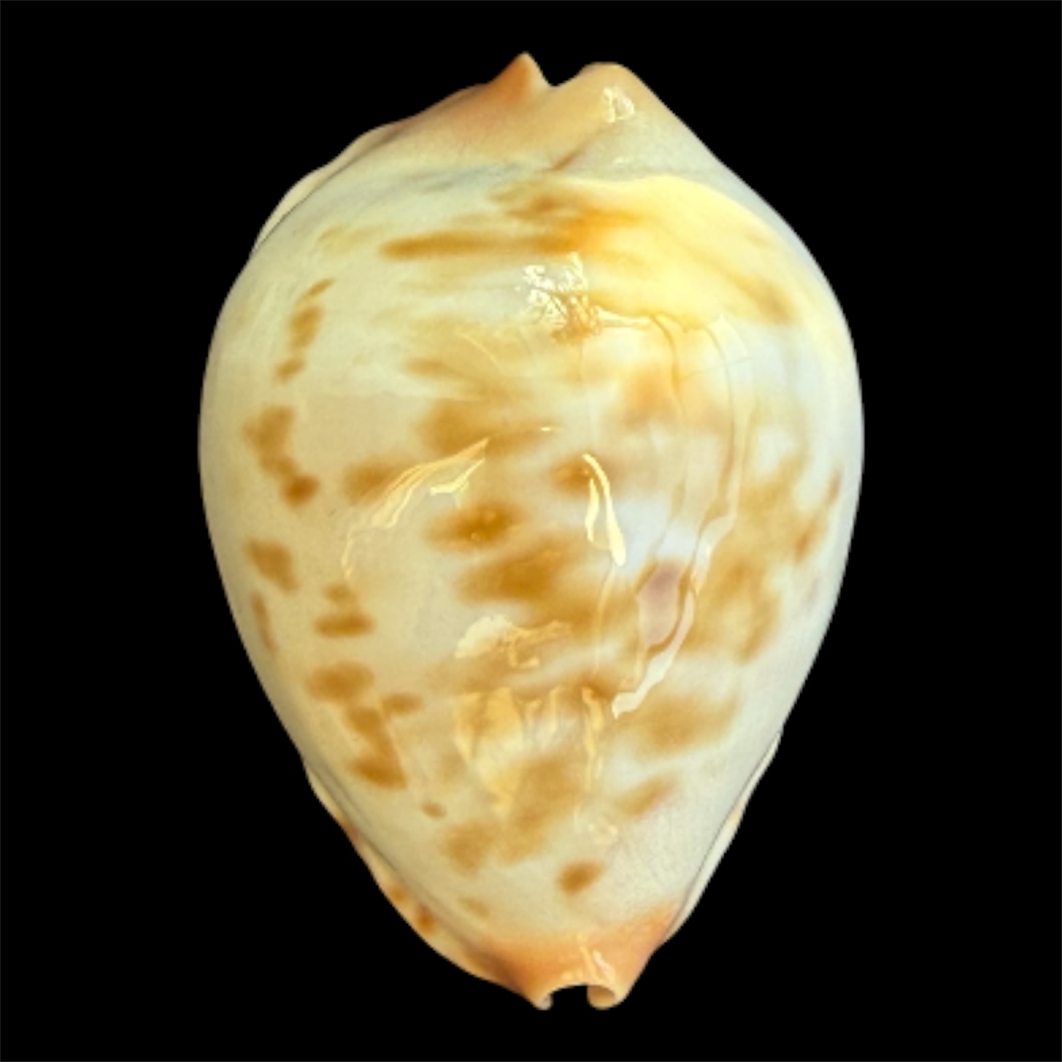 BC95 Zoila jeaniana cf. aurata LITTLE JEWEL