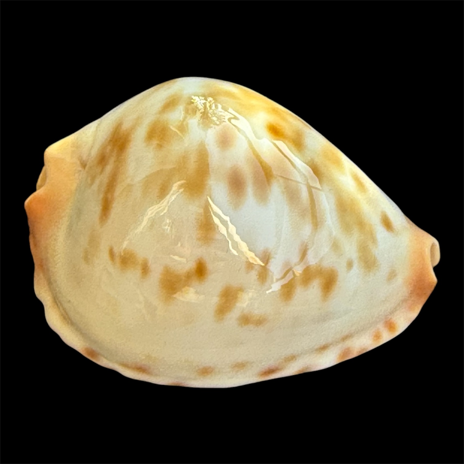 BC95 Zoila jeaniana cf. aurata LITTLE JEWEL - Image 2