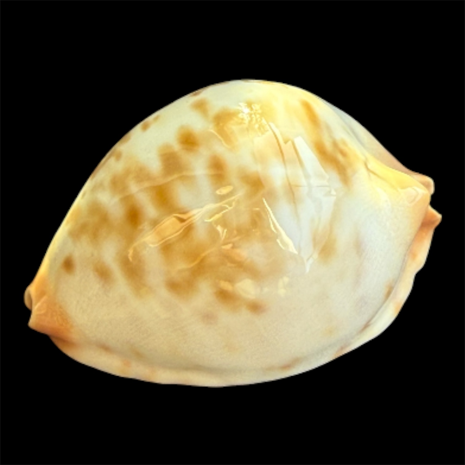 BC95 Zoila jeaniana cf. aurata LITTLE JEWEL - Image 3