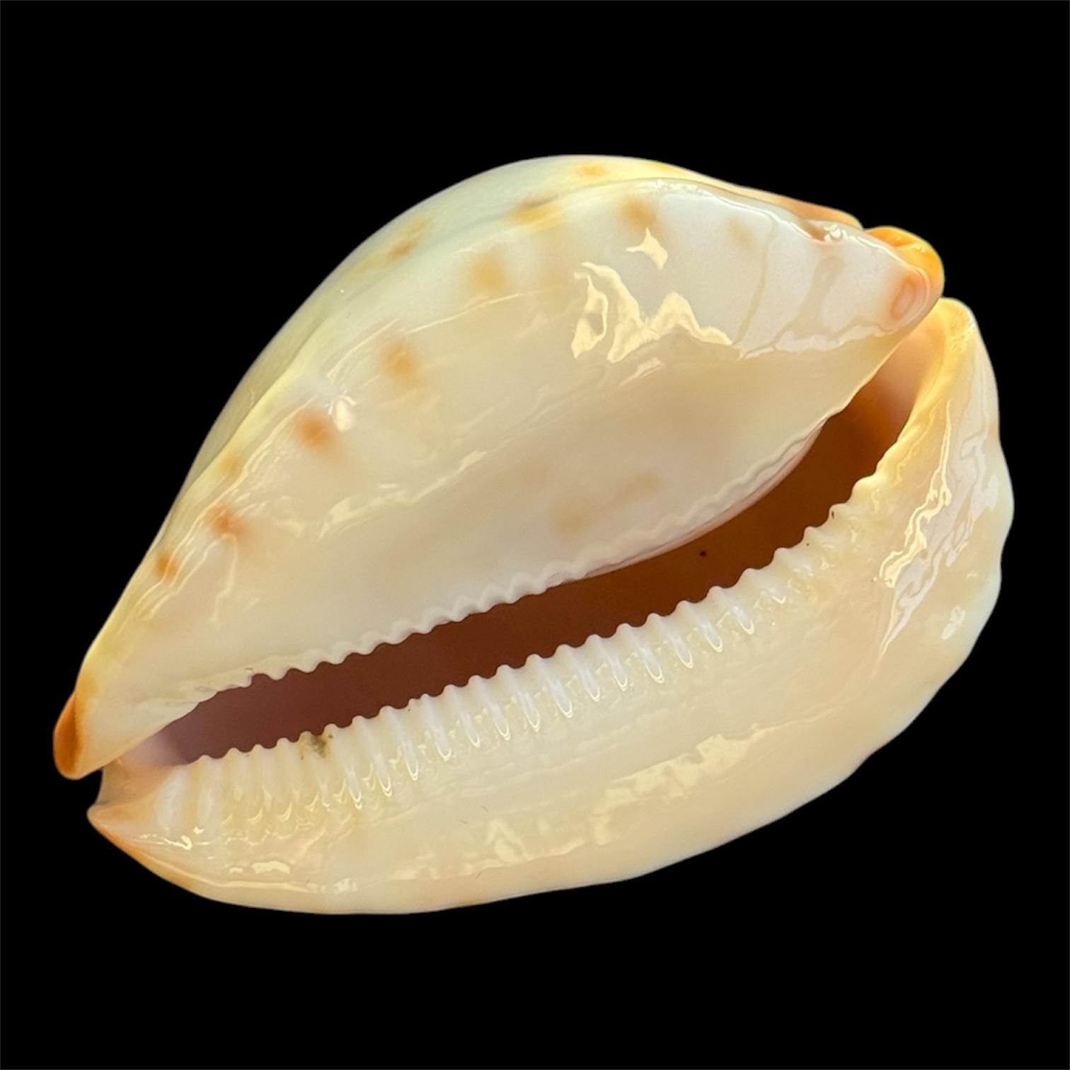 BC95 Zoila jeaniana cf. aurata LITTLE JEWEL - Image 4