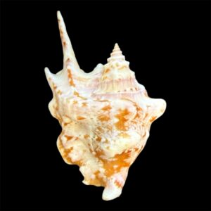 BC96 Strombus taurus  NICE w/o