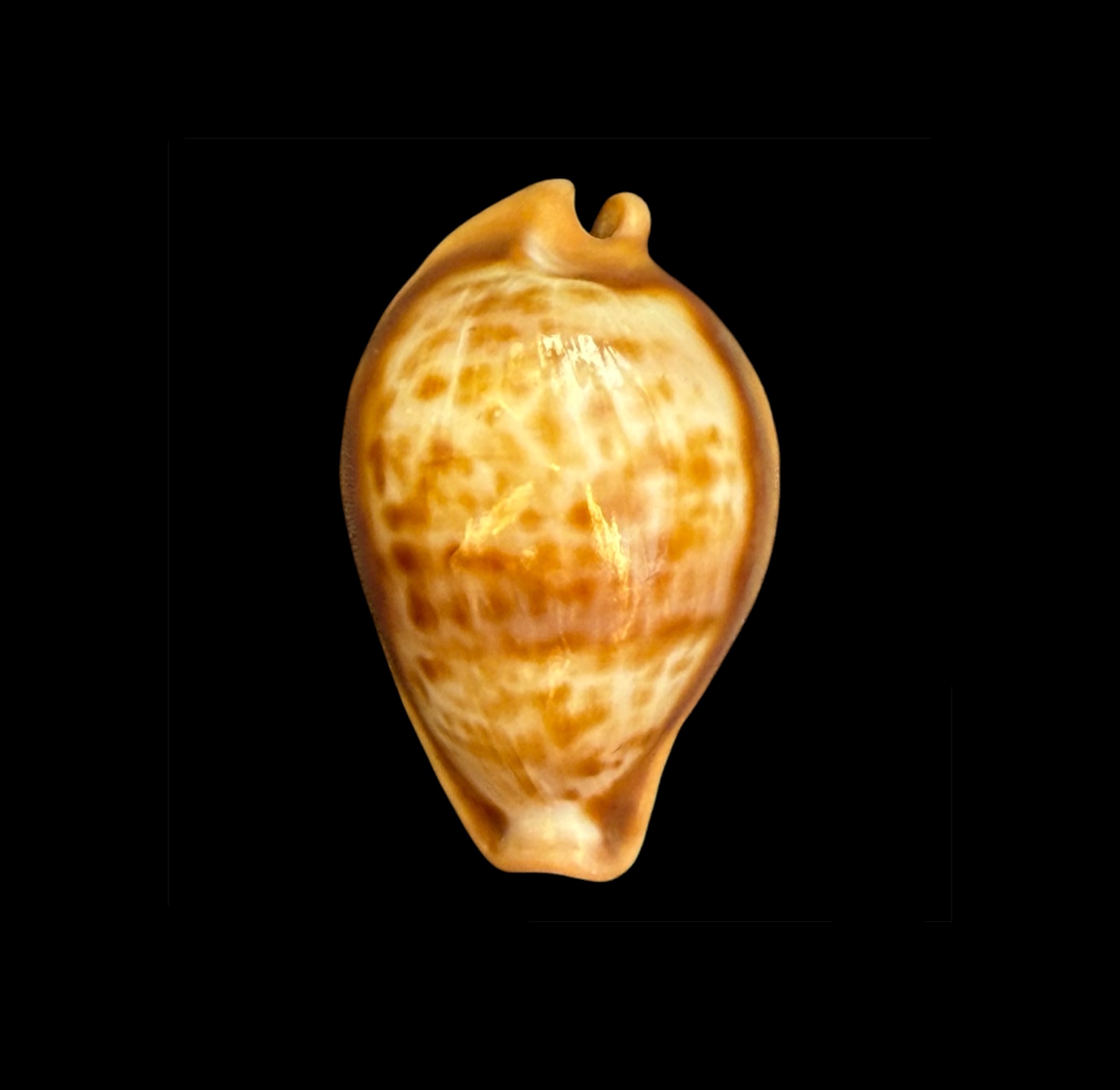 BC098 Propustularia surinamensis - EXTRA-LARGE SIZE - Image 2