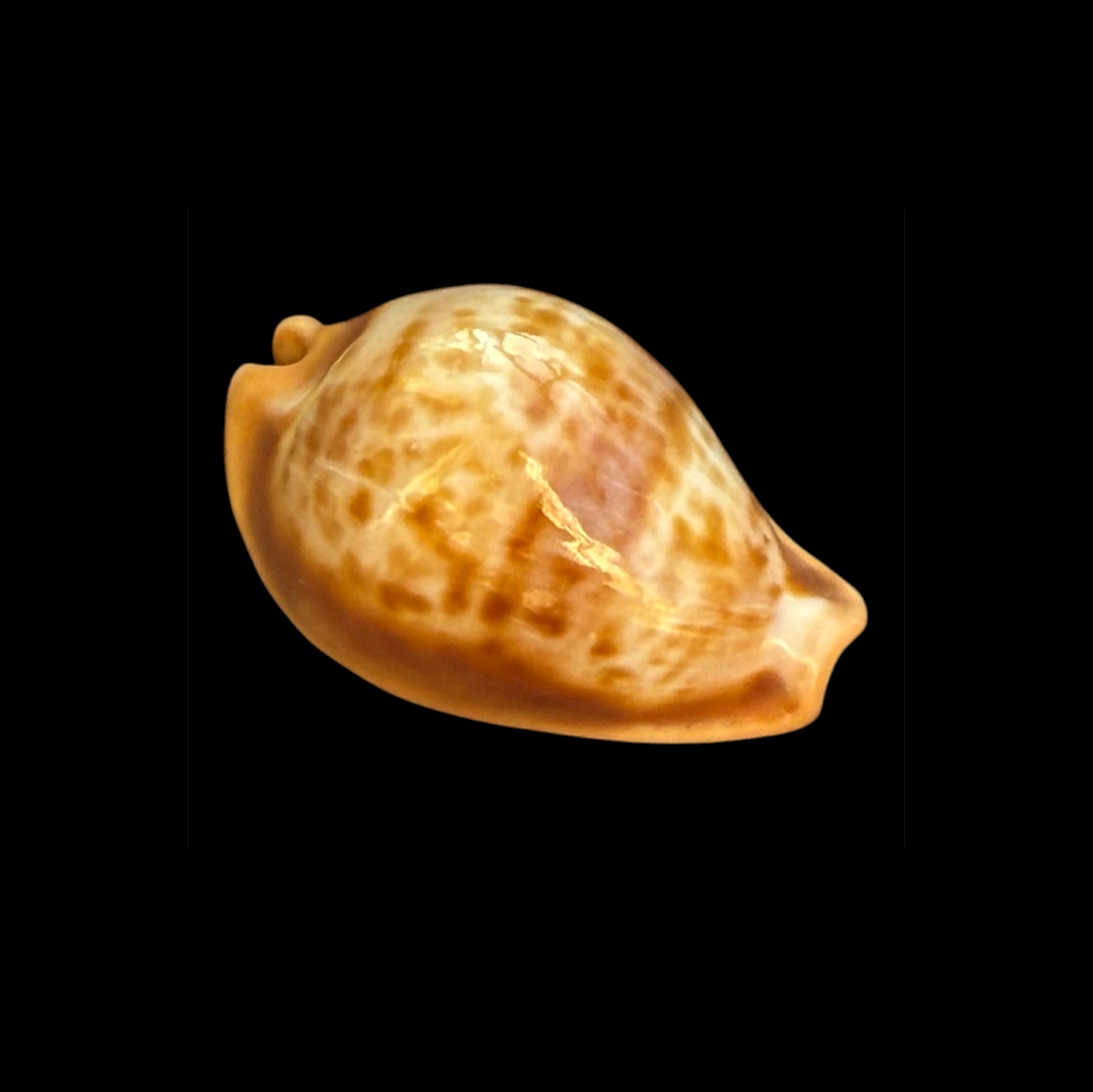 BC098 Propustularia surinamensis - EXTRA-LARGE SIZE