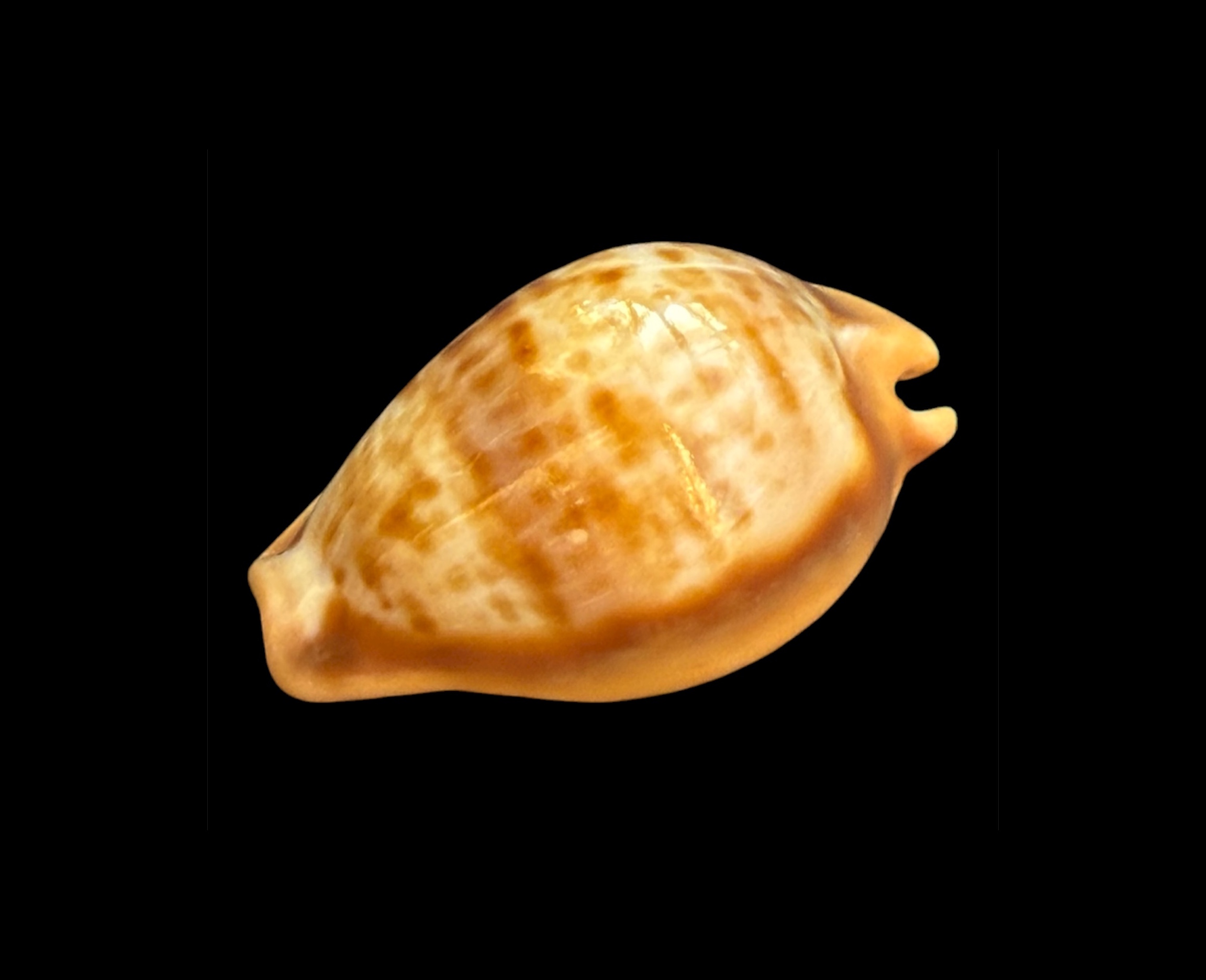 BC098 Propustularia surinamensis - EXTRA-LARGE SIZE - Image 3