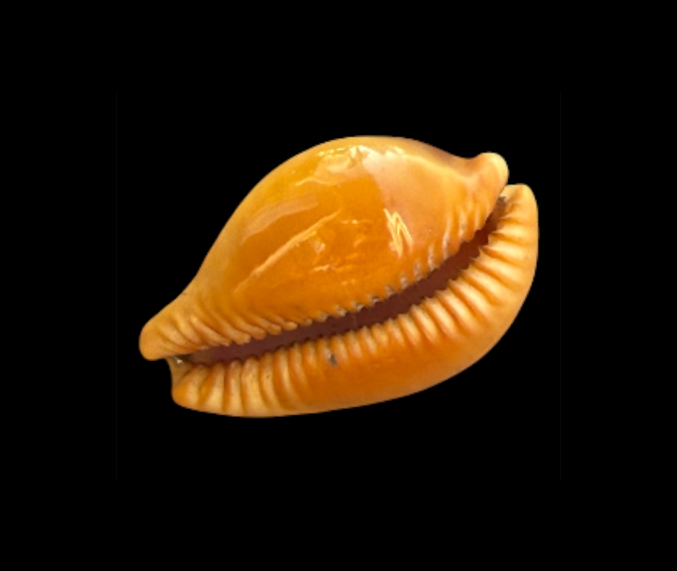 BC098 Propustularia surinamensis - EXTRA-LARGE SIZE - Image 4