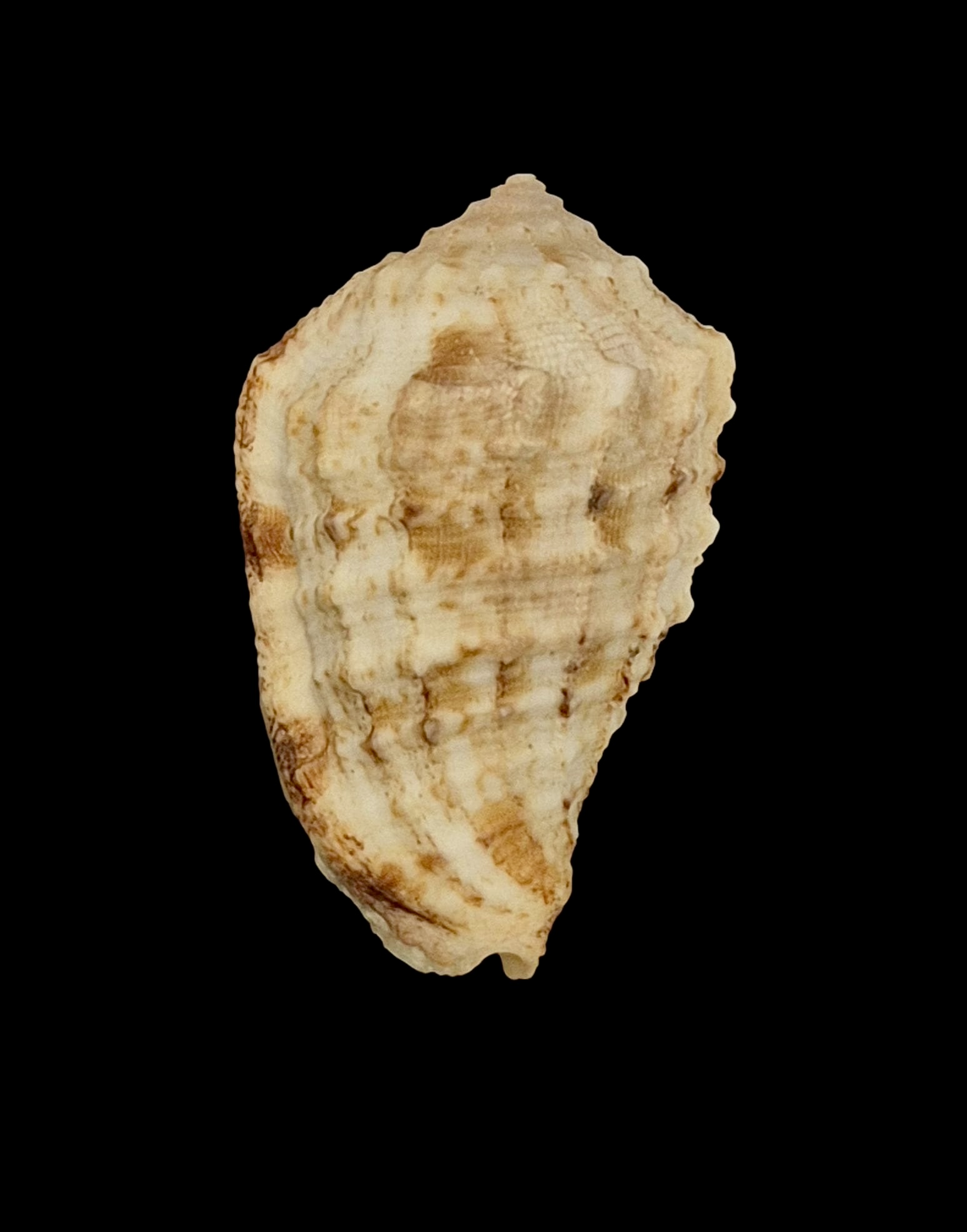 BC144 Morum dennisoni TOP - Image 2