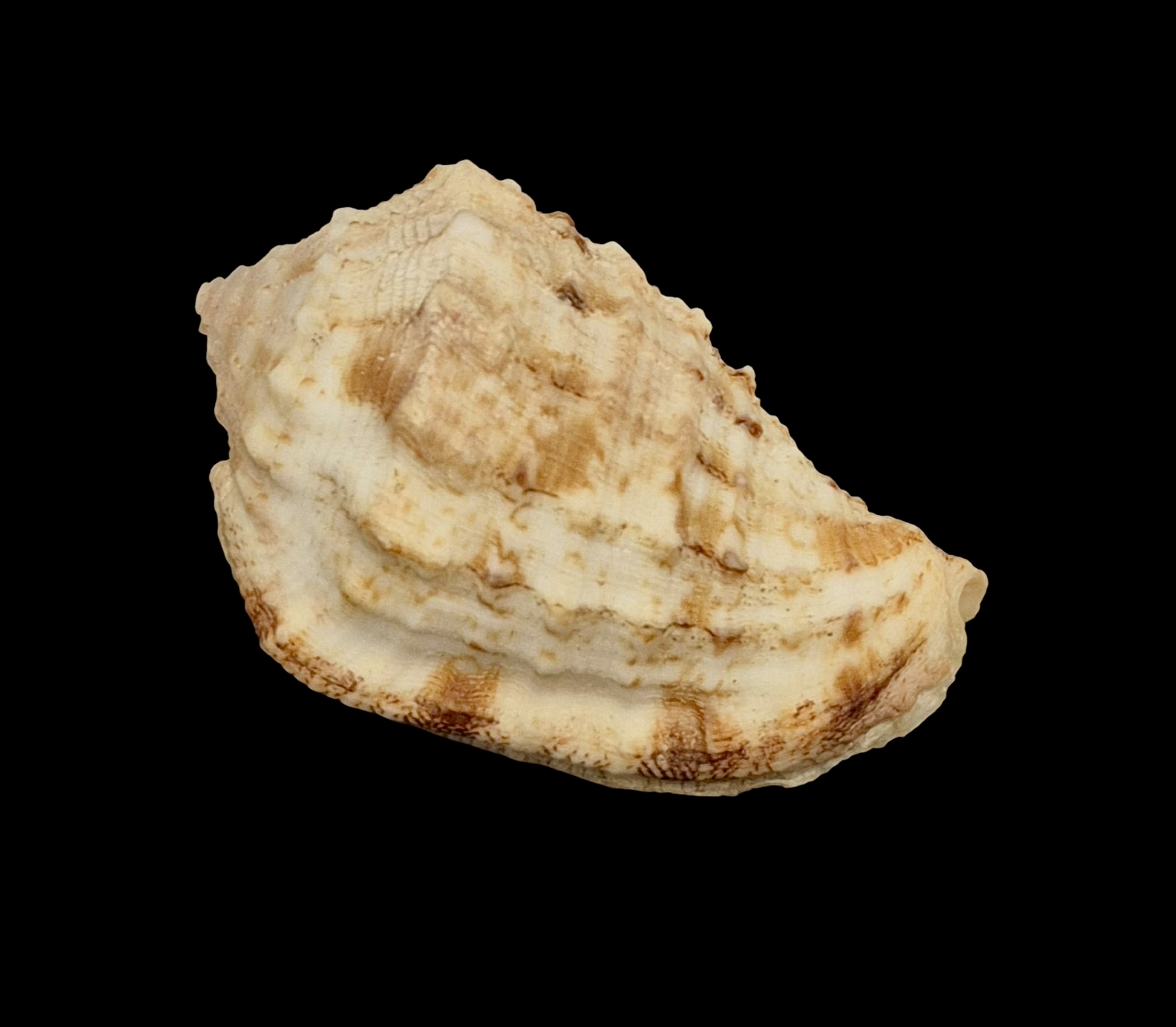 BC144 Morum dennisoni TOP - Image 4