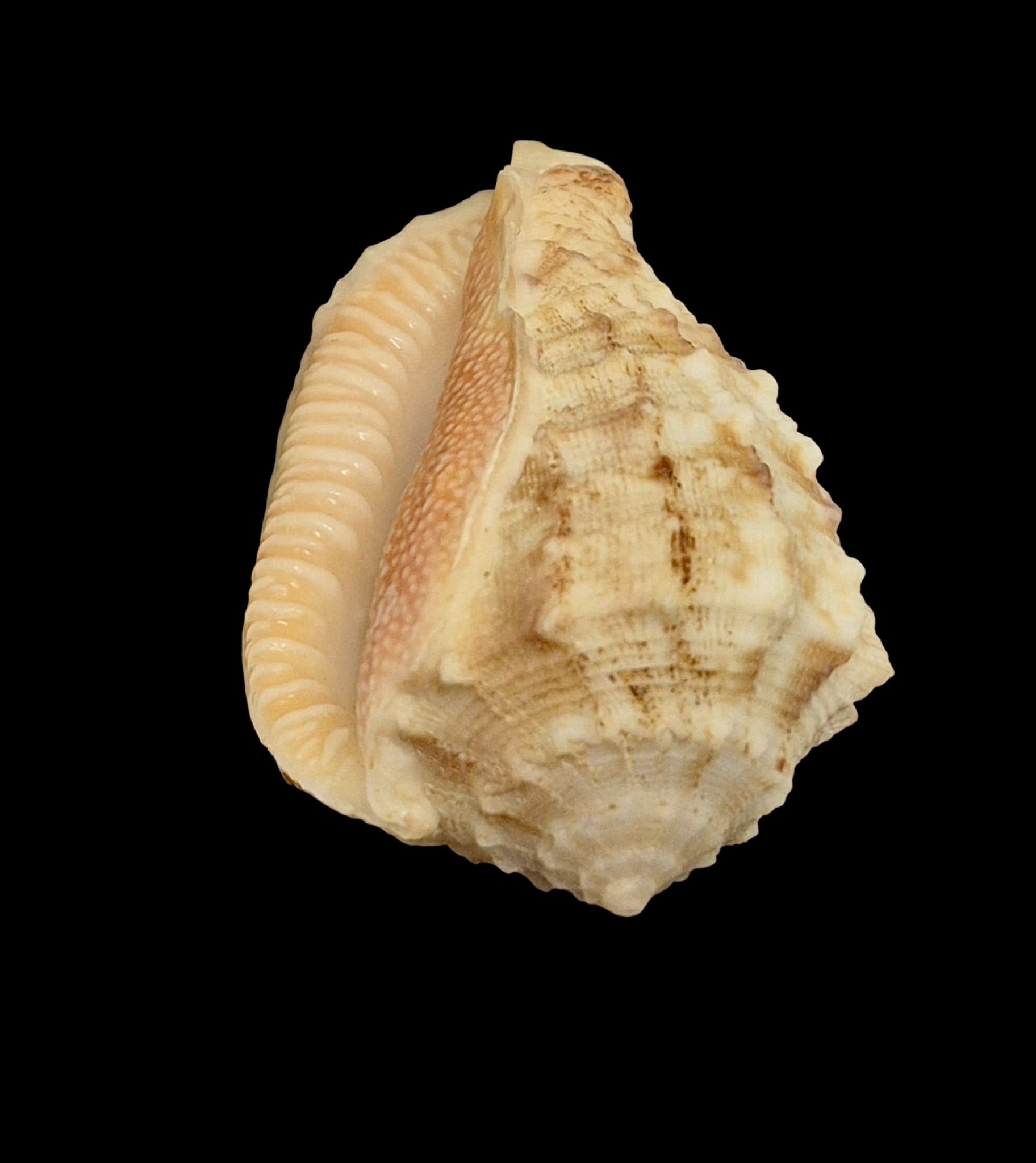 BC144 Morum dennisoni TOP - Image 5