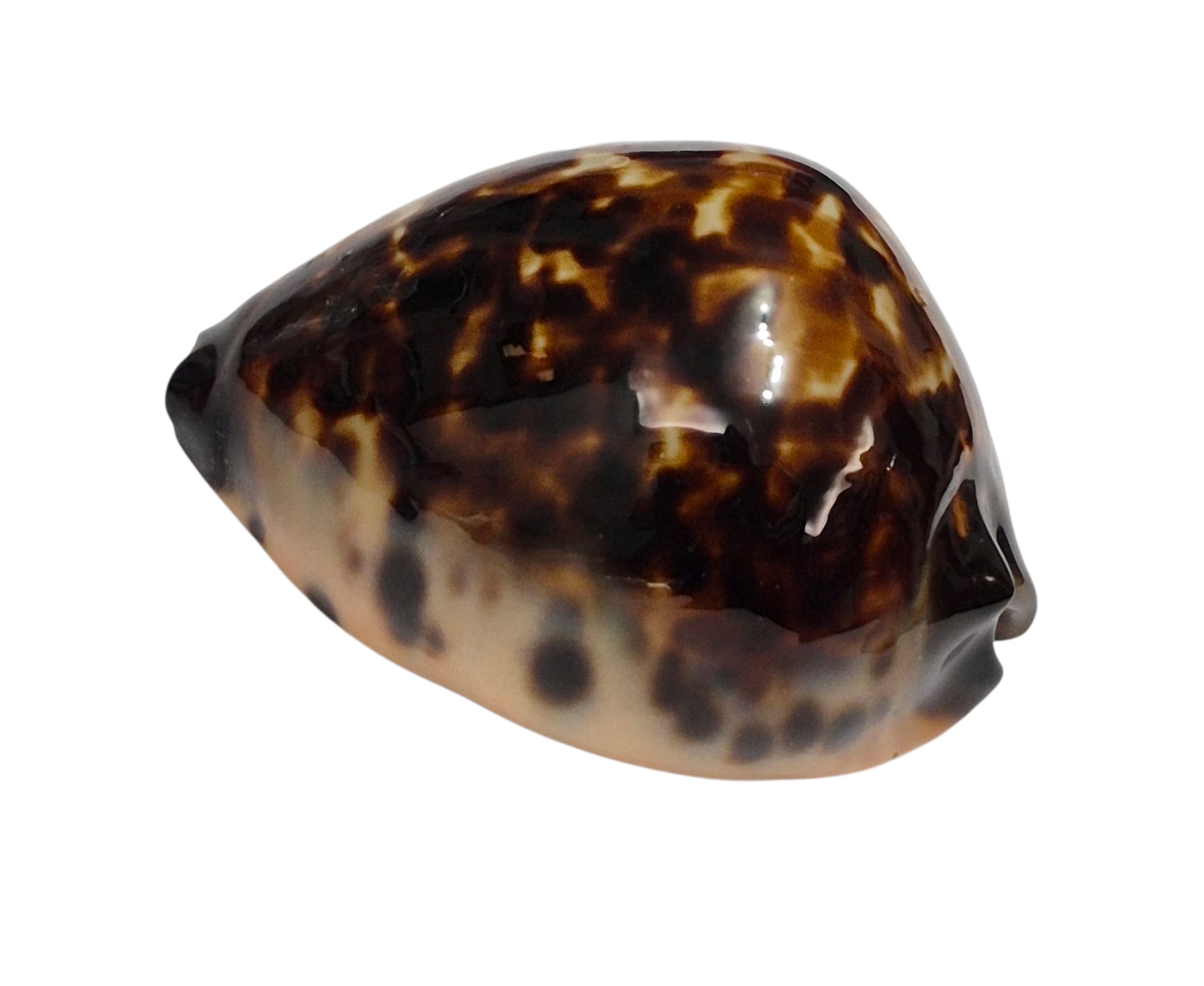 BC145 Zoila eludens delicatura DARK BASE - Image 3