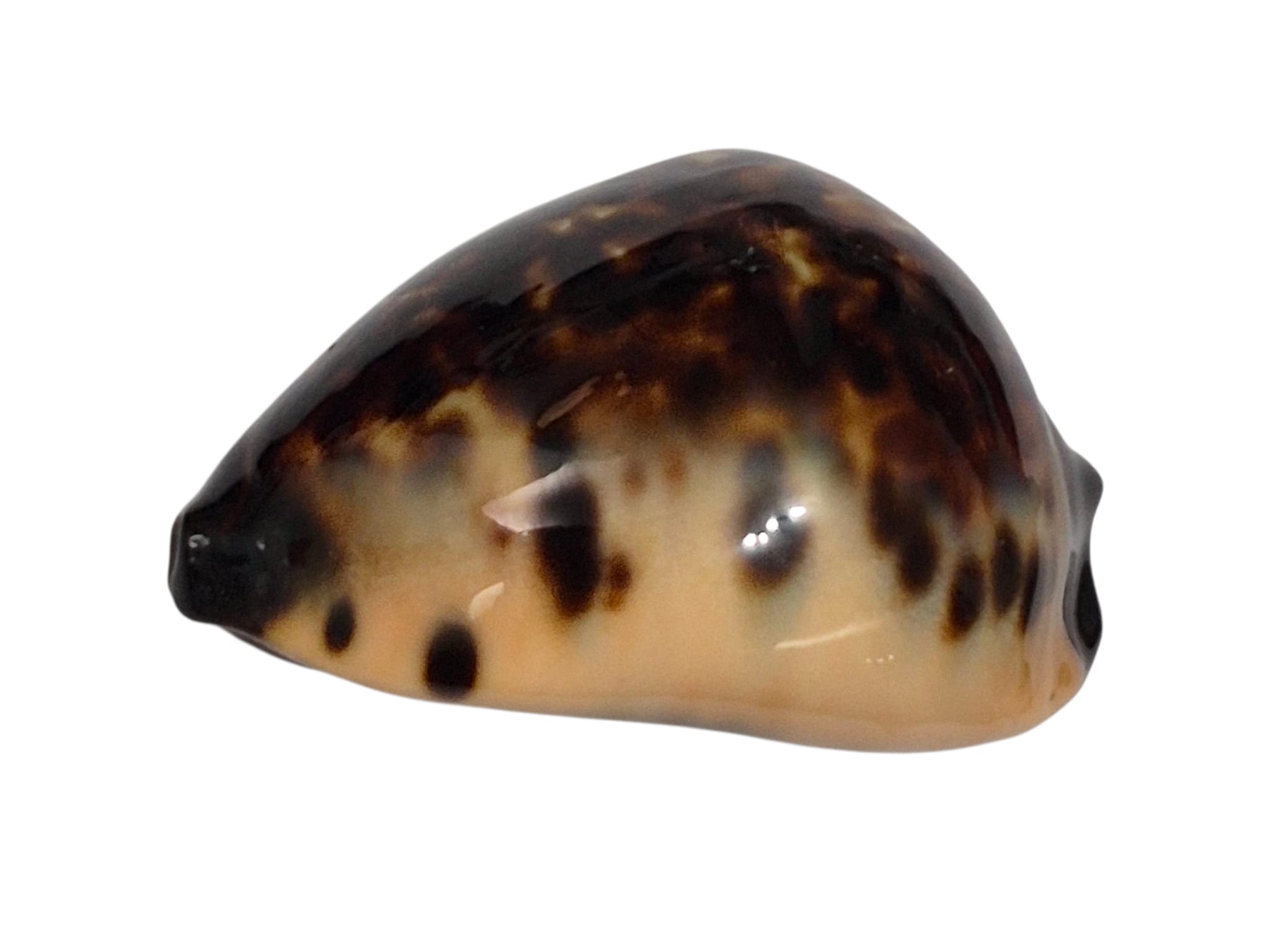 BC145 Zoila eludens delicatura DARK BASE - Image 5