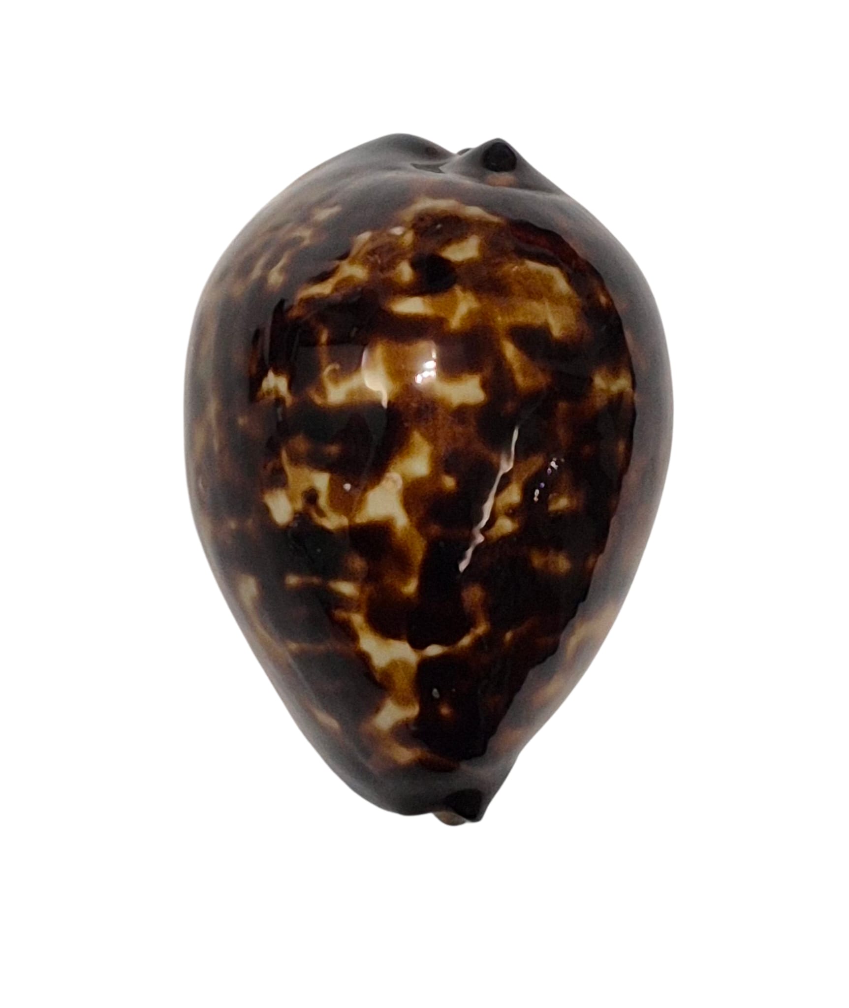 BC145 Zoila eludens delicatura DARK BASE - Image 6