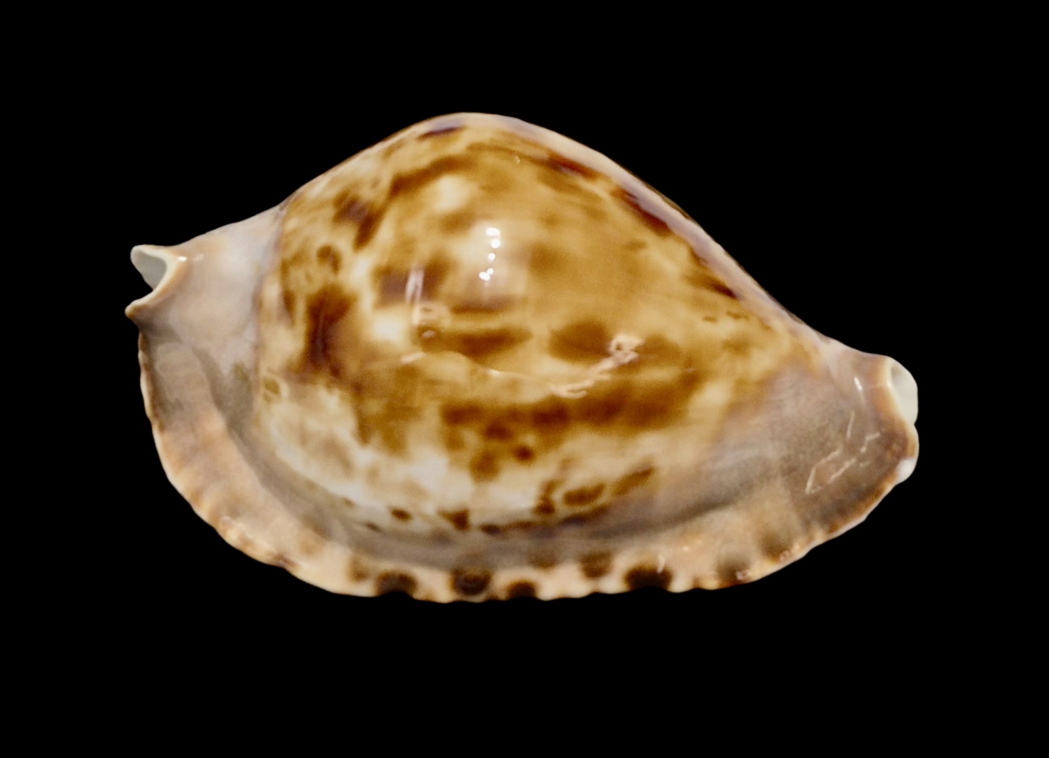 BC146 Zoila marginata f. consueta NICE - Image 2