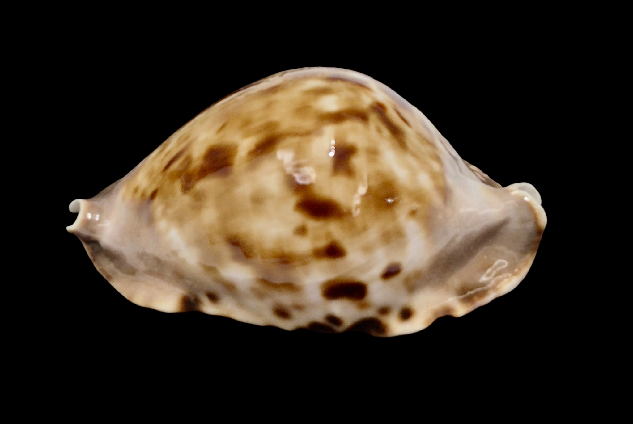 BC146 Zoila marginata f. consueta NICE - Image 3